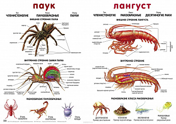 Плакат. Паук. Лангуст.